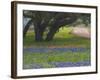 Oak Trees, Blue Bonnets, and Indian Paint Brush, Near Gay Hill, Texas, USA-Darrell Gulin-Framed Photographic Print