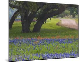 Oak Trees, Blue Bonnets, and Indian Paint Brush, Near Gay Hill, Texas, USA-Darrell Gulin-Mounted Photographic Print