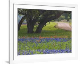 Oak Trees, Blue Bonnets, and Indian Paint Brush, Near Gay Hill, Texas, USA-Darrell Gulin-Framed Photographic Print