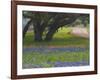 Oak Trees, Blue Bonnets, and Indian Paint Brush, Near Gay Hill, Texas, USA-Darrell Gulin-Framed Photographic Print