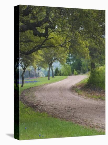 Oak Trees, Blue Bonnets, and Indian Paint Brush, Near Gay Hill, Texas, USA-Darrell Gulin-Stretched Canvas