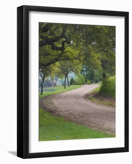 Oak Trees, Blue Bonnets, and Indian Paint Brush, Near Gay Hill, Texas, USA-Darrell Gulin-Framed Photographic Print