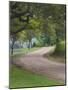 Oak Trees, Blue Bonnets, and Indian Paint Brush, Near Gay Hill, Texas, USA-Darrell Gulin-Mounted Photographic Print