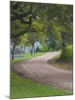 Oak Trees, Blue Bonnets, and Indian Paint Brush, Near Gay Hill, Texas, USA-Darrell Gulin-Mounted Photographic Print