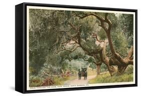 Oak Trees, Hope Ranch, Santa Barbara, California-null-Framed Stretched Canvas