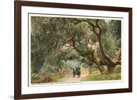 Oak Trees, Hope Ranch, Santa Barbara, California-null-Framed Art Print