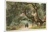 Oak Trees, Hope Ranch, Santa Barbara, California-null-Mounted Art Print