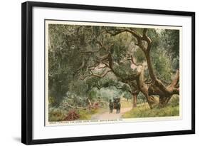 Oak Trees, Hope Ranch, Santa Barbara, California-null-Framed Premium Giclee Print