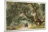 Oak Trees, Hope Ranch, Santa Barbara, California-null-Mounted Premium Giclee Print