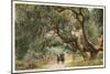 Oak Trees, Hope Ranch, Santa Barbara, California-null-Mounted Premium Giclee Print