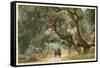 Oak Trees, Hope Ranch, Santa Barbara, California-null-Framed Stretched Canvas