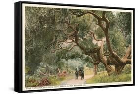 Oak Trees, Hope Ranch, Santa Barbara, California-null-Framed Stretched Canvas