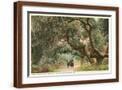 Brown Frame