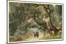 Wood Mount