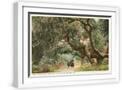 White Frame