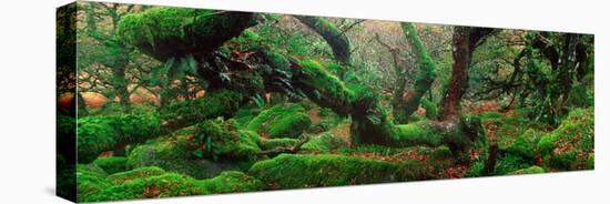 Oak Trees in a Forest, Wistman's Wood, Dartmoor National Park, Devon, England-null-Stretched Canvas