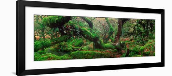 Oak Trees in a Forest, Wistman's Wood, Dartmoor National Park, Devon, England-null-Framed Photographic Print