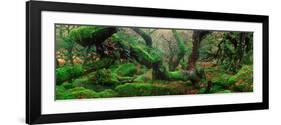 Oak Trees in a Forest, Wistman's Wood, Dartmoor National Park, Devon, England-null-Framed Photographic Print