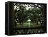 Oak Trees in Front of a Mansion, Oak Alley Plantation, Vacherie, Louisiana, USA-null-Framed Stretched Canvas