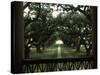 Oak Trees in Front of a Mansion, Oak Alley Plantation, Vacherie, Louisiana, USA-null-Stretched Canvas