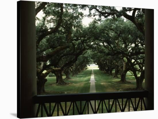 Oak Trees in Front of a Mansion, Oak Alley Plantation, Vacherie, Louisiana, USA-null-Stretched Canvas