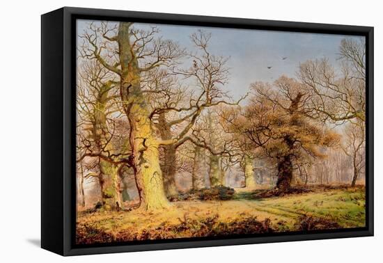 Oak Trees in Sherwood Forest, 1877-Andrew Maccallum-Framed Stretched Canvas