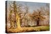 Oak Trees in Sherwood Forest, 1877-Andrew Maccallum-Stretched Canvas