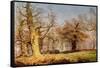 Oak Trees in Sherwood Forest, 1877-Andrew Maccallum-Framed Stretched Canvas