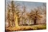 Oak Trees in Sherwood Forest, 1877-Andrew Maccallum-Stretched Canvas