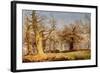 Oak Trees in Sherwood Forest, 1877-Andrew Maccallum-Framed Giclee Print