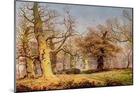 Oak Trees in Sherwood Forest, 1877-Andrew Maccallum-Mounted Giclee Print