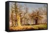 Oak Trees in Sherwood Forest, 1877-Andrew Maccallum-Framed Stretched Canvas