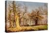 Oak Trees in Sherwood Forest, 1877-Andrew Maccallum-Stretched Canvas