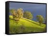 Oak Trees on Hillside near Roseburg, Oregon, USA-Chuck Haney-Framed Stretched Canvas