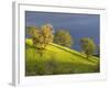 Oak Trees on Hillside near Roseburg, Oregon, USA-Chuck Haney-Framed Photographic Print