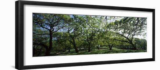 Oak trees (Quercus) in a field-null-Framed Photographic Print