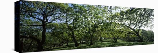 Oak trees (Quercus) in a field-null-Stretched Canvas