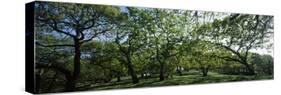 Oak trees (Quercus) in a field-null-Stretched Canvas
