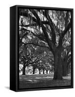 Oak Trees with Spanish Moss Hanging from Their Branches Lining a Southern Dirt Road-Alfred Eisenstaedt-Framed Stretched Canvas