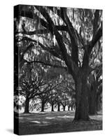 Oak Trees with Spanish Moss Hanging from Their Branches Lining a Southern Dirt Road-Alfred Eisenstaedt-Stretched Canvas