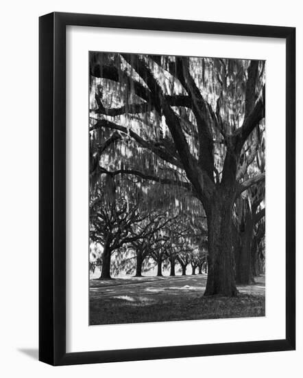 Oak Trees with Spanish Moss Hanging from Their Branches Lining a Southern Dirt Road-Alfred Eisenstaedt-Framed Photographic Print