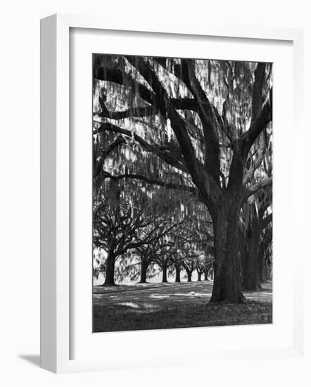 Oak Trees with Spanish Moss Hanging from Their Branches Lining a Southern Dirt Road-Alfred Eisenstaedt-Framed Photographic Print