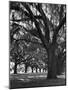Oak Trees with Spanish Moss Hanging from Their Branches Lining a Southern Dirt Road-Alfred Eisenstaedt-Mounted Photographic Print
