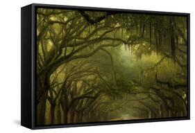 Oak Trees with Spanish Moss, Savannah, Georgia, USA-Joanne Wells-Framed Stretched Canvas