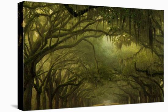 Oak Trees with Spanish Moss, Savannah, Georgia, USA-Joanne Wells-Stretched Canvas