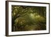 Oak Trees with Spanish Moss, Savannah, Georgia, USA-Joanne Wells-Framed Photographic Print