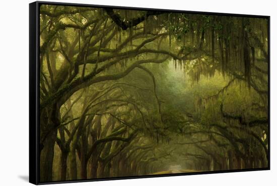 Oak Trees with Spanish Moss, Savannah, Georgia, USA-Joanne Wells-Framed Stretched Canvas