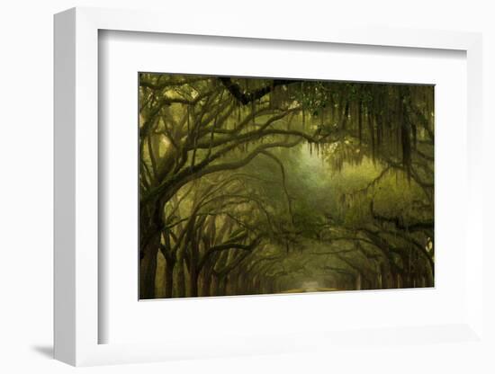 Oak Trees with Spanish Moss, Savannah, Georgia, USA-Joanne Wells-Framed Photographic Print