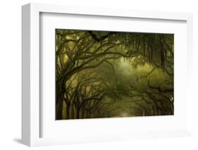 Oak Trees with Spanish Moss, Savannah, Georgia, USA-Joanne Wells-Framed Photographic Print