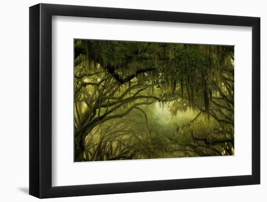 Oak Trees with Spanish Moss, Savannah, Georgia, USA-Joanne Wells-Framed Photographic Print